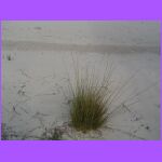 Little Bluestem Plant.jpg
